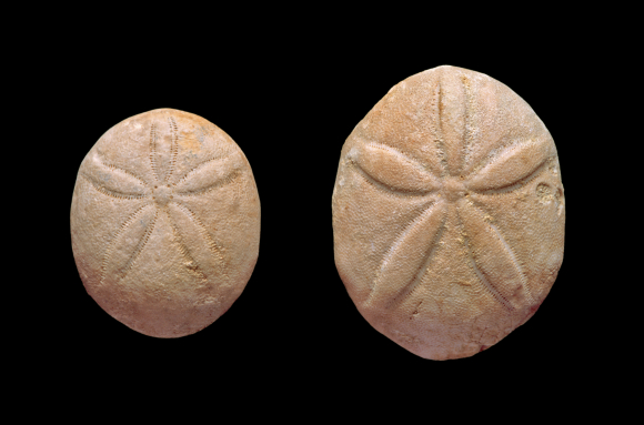 Oursins fossiles (Echinolampas)